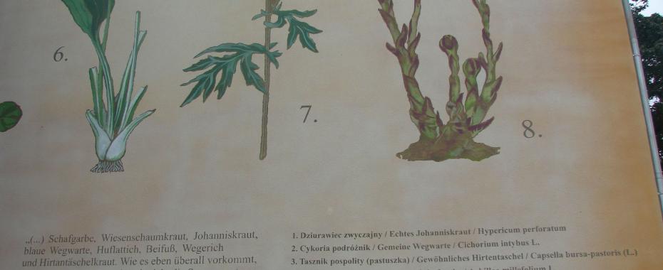 Ziółka z "Wzorców..." przy Al. 11 listopada