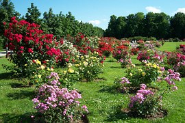 Park Róż wkrótce znów pełen róż