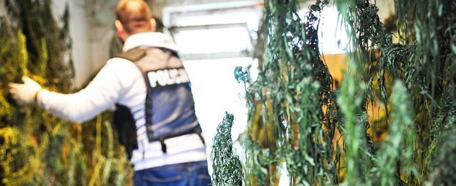 40 kilo „zioła” rosło w Gorzowie. Policja zamierza to spalić