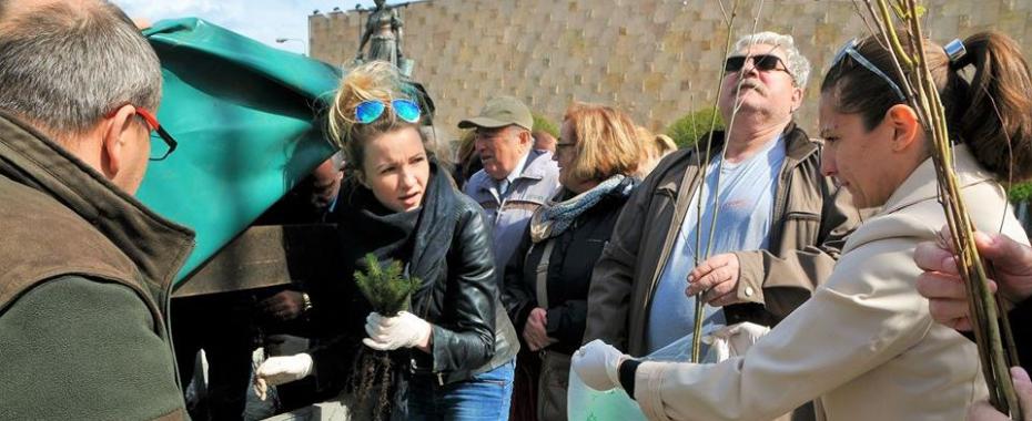 Klonów, dębów, lipy… Sami tego chcieli