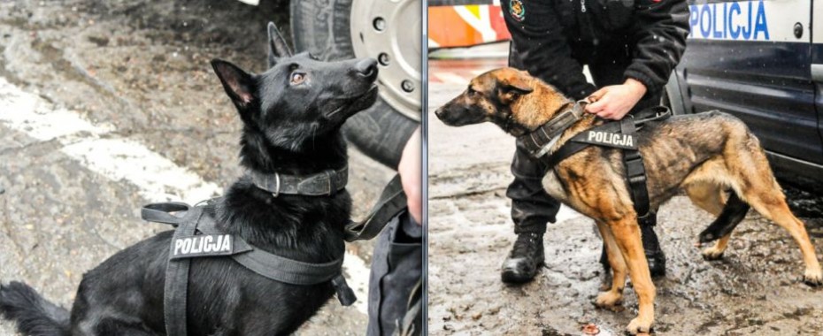 Django od narkotyków, Lila od bomb