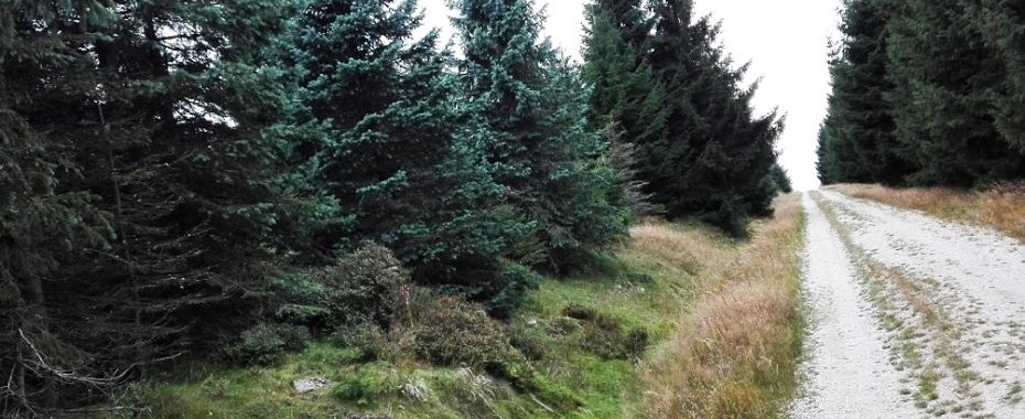 Na grzybobranie z gorzow24.pl [SONDA]