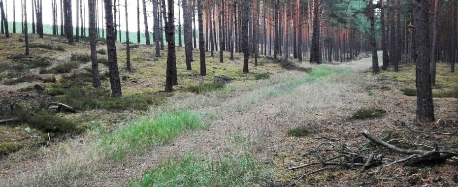 Sonda grzybowa, ale bez grzybów