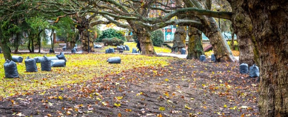 Park Róż, tam już się dzieje!