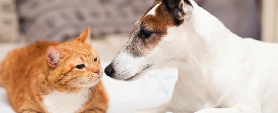 OTOZ Animals prosi o miseczki z wodą