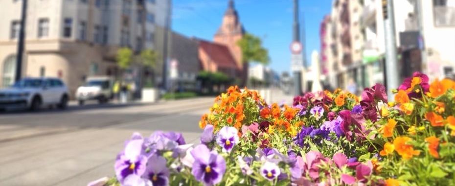 Lato w kwietnikach w centrum