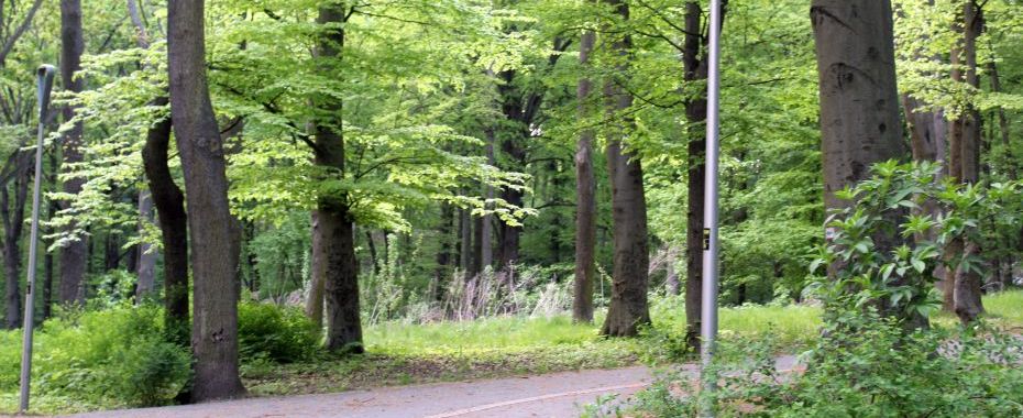 Gorzów: Kompleksowy przegląd drzewostanu