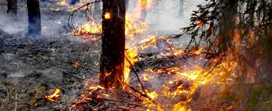 W lesie źle. Trzeba bardzo uważać