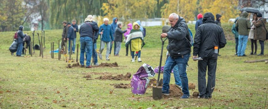 Seniorzy posadzili dęby na Piaskach. Brawo!