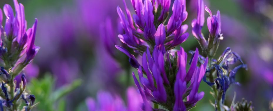 Astragalus - w jaki sposób wspomaga nasz organizm?
