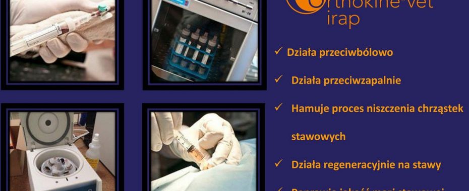 Bez operacji - skuteczne leczenie psich stawów dzięki IRAP