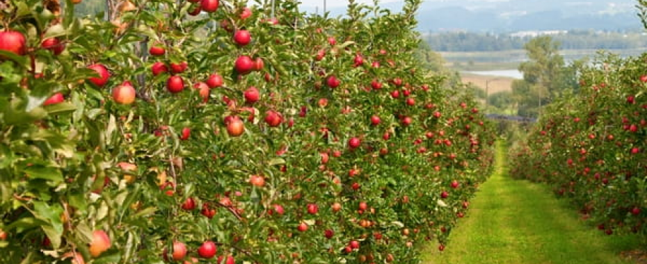Drzewka owocowe - jakie warto posadzić i jak pielęgnować?