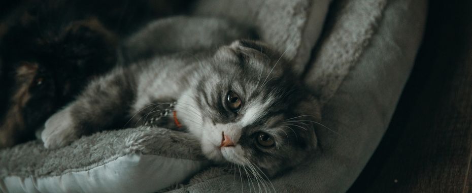 Jaka jest najlepsza karma dla kota? Obalamy najczęstsze mity