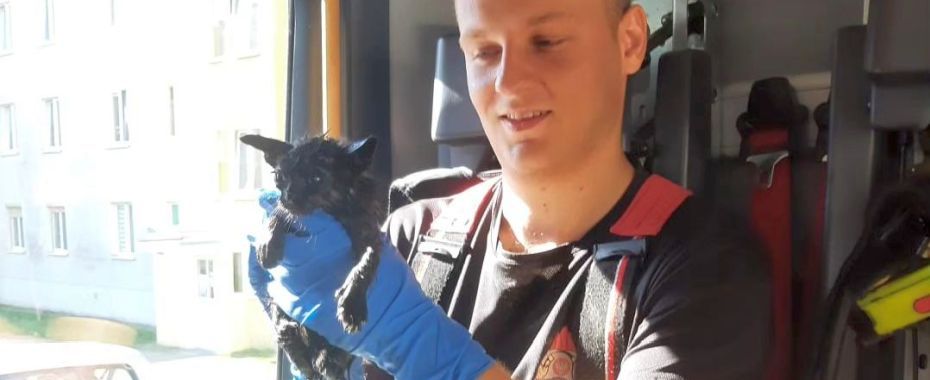 Кошеня загинуло б без пожежників. Надзвичайна подія на вулиці Прондзинського