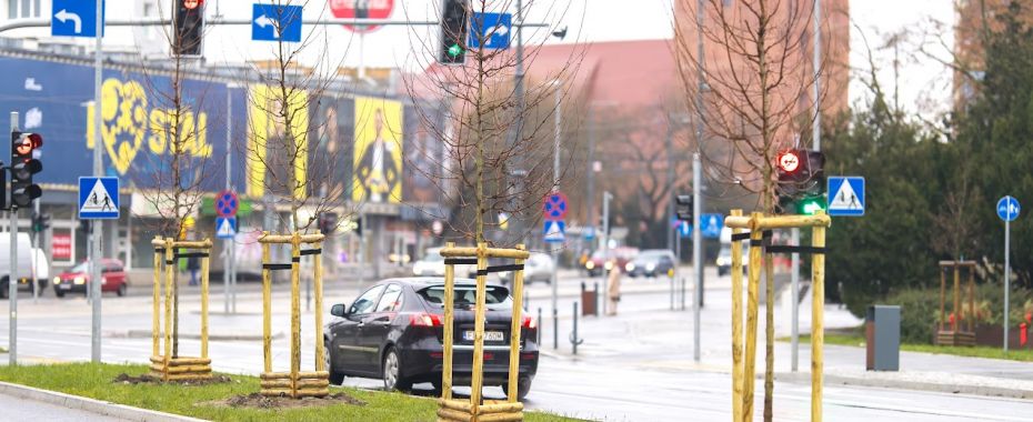 163 молодих дерева у середмісті і... будуть наступні