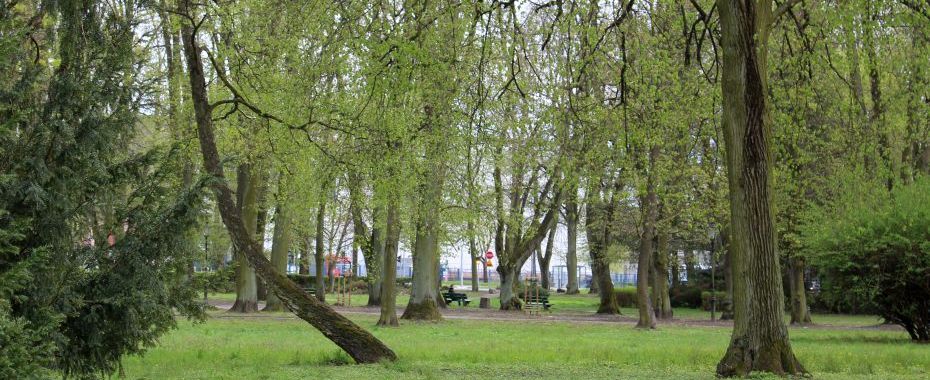 Będą wycinki. Ponad 200 drzew w złym stanie