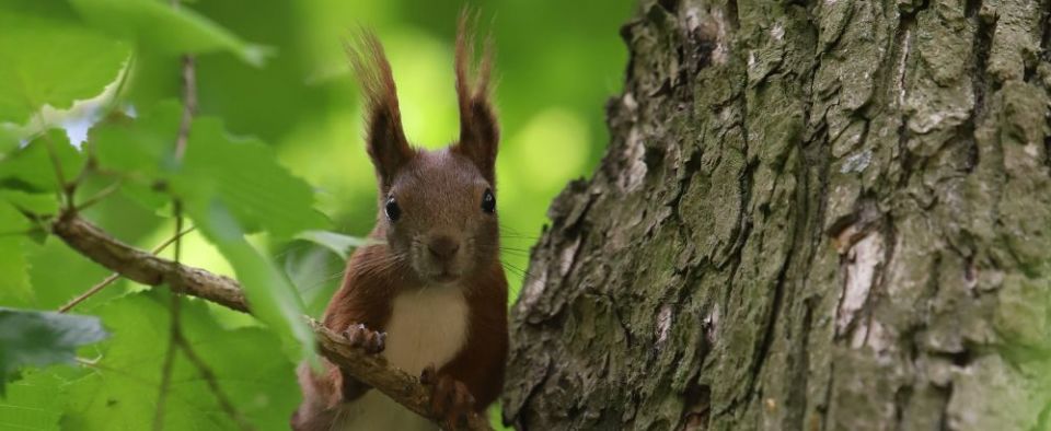Niecodzienny konkurs fotograficzny. Na zdjęciach mają być drzewa